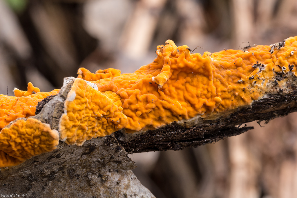 Представитель Семейства Peniophoraceae